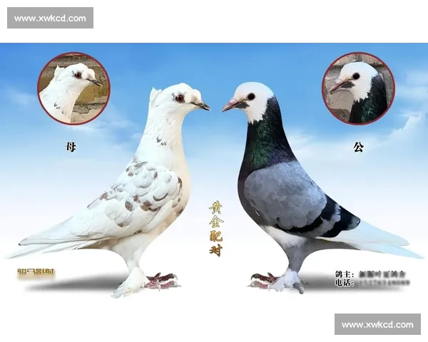 赛鸽竞速与养殖技巧探讨促进鸽业发展与品种优化的创新路径